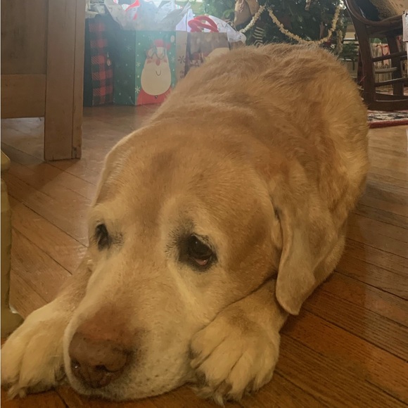 Meet your Posher, Benny - Picture 3 of 3